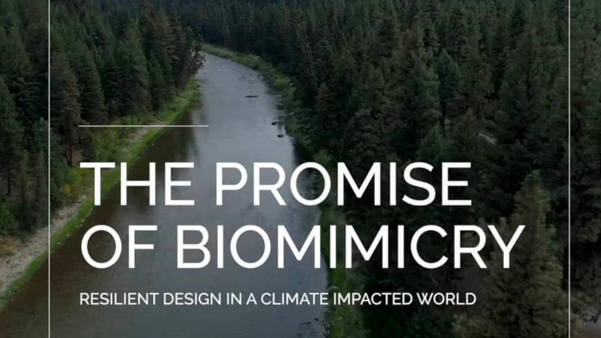 The Promise of Biomimicry
